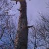 dangerous tree removal roanoke va